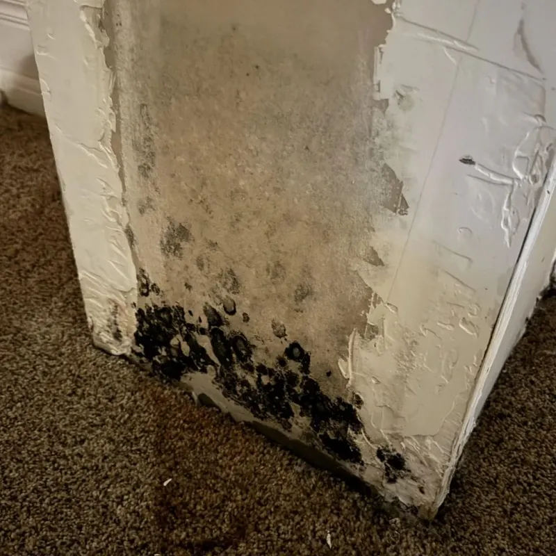 Professional Mold Removal in East Hampton, CT